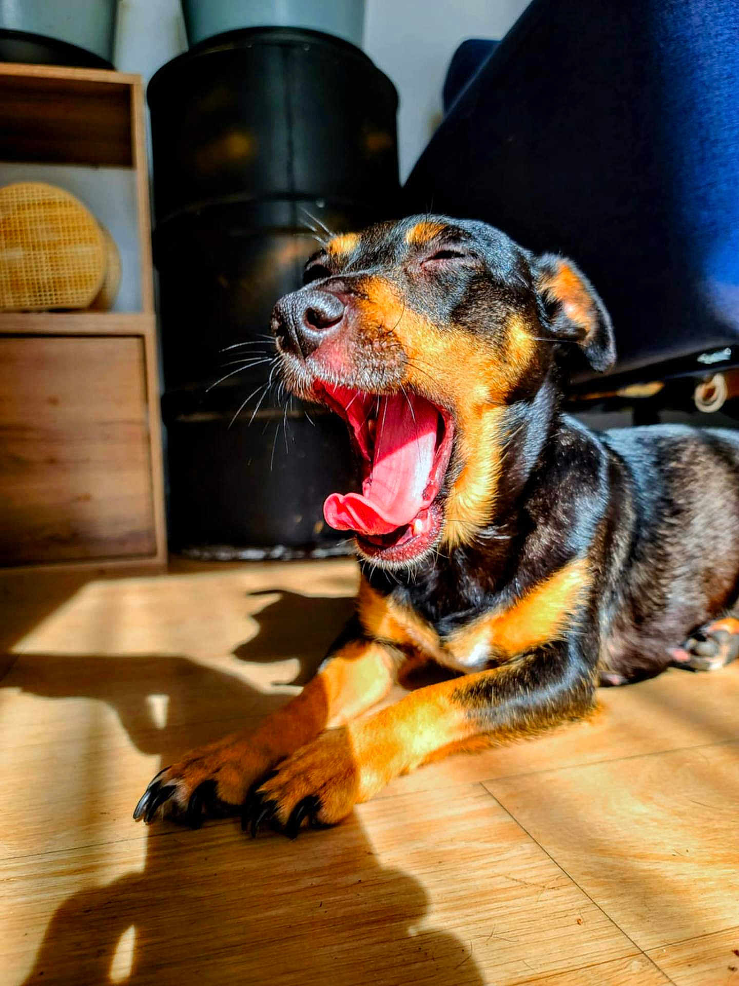 Princesse a rejoint le concours — aidez-le/la à gagner de superbes lots ! dog, yawning, black_and_tan, pet, indoor, wooden_floor, sunlight, shadow, canine, animal, sleepy, relaxed, paw, tongue, mouth_open, ears, fur, home, cozy, resting