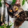 cat, tortoiseshell, golden_eyes, close_up, plant, flower_pot, greenery, indoor, pet, feline, whiskers, curious, paw, relaxed, nature, domestic_animal, leaf, flora, animal_portrait, eye_contact