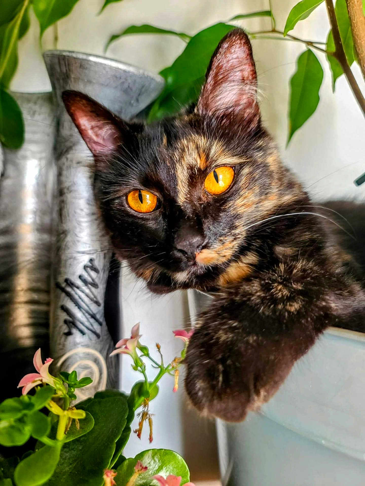 Xena