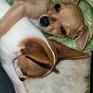Tiny And Patches joined the competition — help win amazing prizes! puppy, dog, snuggle, blanket, cute, sleeping, fur, pet, animal, brown, white, ears, paw, resting, cuddle, closeup, cozy, companion, soft, napping