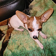 Patches is registered to the contest to win money with this photo: animal, blanket, brown, chihuahua, companion, couch, cozy, cute, dog, ears, fur, indoor, leather, paw, pet, relaxed, resting, small_dog, snout, white