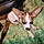 Patches
