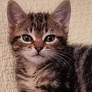 Tigrou participe au concours pour gagner de l'argent avec cette photo : kitten, cat, tabby, close_up, whiskers, ears, fur, eyes, pet, animal, cute, feline, portrait, young, resting, texture, blanket, indoor, soft_light, mammal