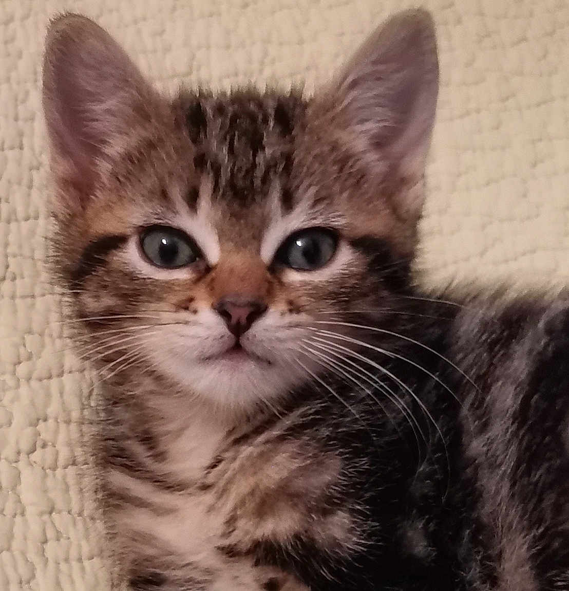 Tigrou