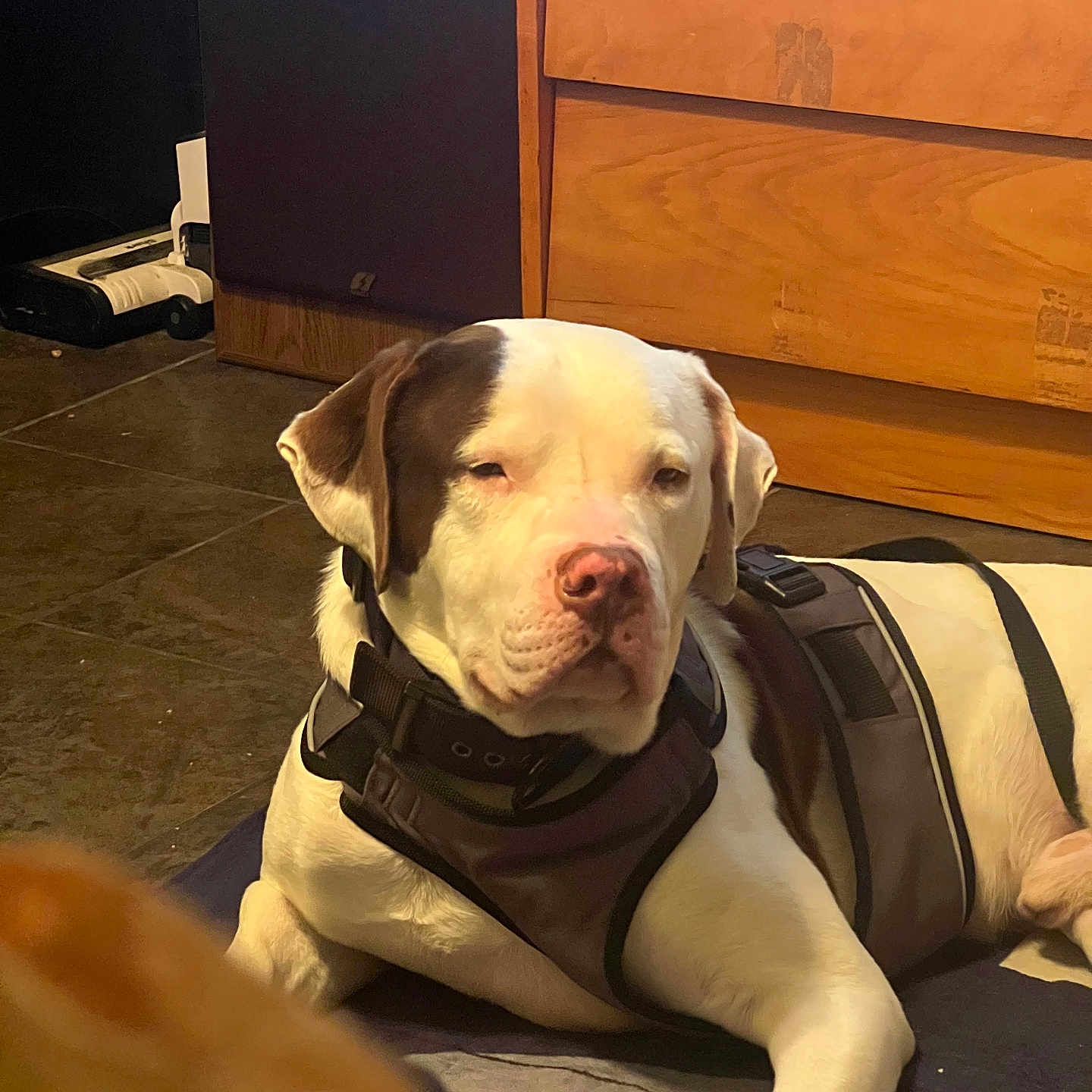 Angus Parra joined the competition — help win amazing prizes! animal, brown_and_white, calm, canine, closeup, dog, domestic, floor, furniture, harness, household, indoor, lying_down, mammal, pet, quiet, resting, sleepy, tile_floor, wooden_drawer