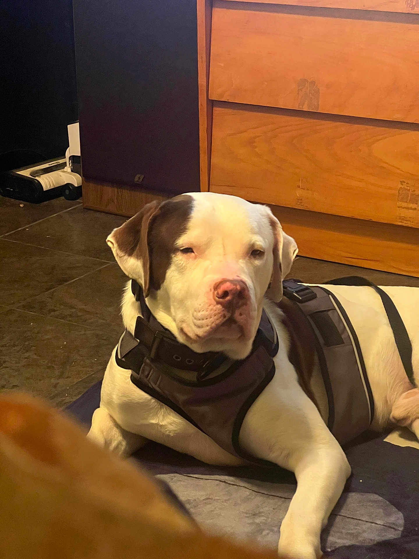 Angus Parra joined the competition — help win amazing prizes! dog, pet, indoor, sleepy, harness, floor, wooden_drawer, tile_floor, resting, animal, canine, brown_and_white, lying_down, furniture, household, domestic, mammal, closeup, quiet, calm