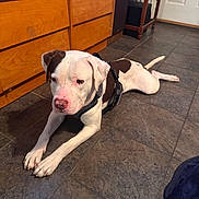 Angus Parra is registered to the contest to win money with this photo: dog, indoor, floor, tile, white, brown, harness, pet, animal, resting, lying_down, wooden_cabinet, table, home, domestic, canine, quiet, relaxed, ears, tail