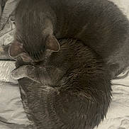 Thanos a rejoint le concours — aidez-le/la à gagner de superbes lots ! cat, cats, sleeping, curl, fur, grey, pets, animal, cozy, blanket, bed, rest, cute, domestic, feline, closeup, soft, napping, companion, warm