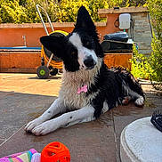 Athèna a rejoint le concours — aidez-le/la à gagner de superbes lots ! dog, wet_dog, black_and_white, pet, outdoor, patio, tile_floor, toy, ball, towel, garden, greenery, sunlight, head_tilt, playful, relaxed, collar, summer, curious, animal