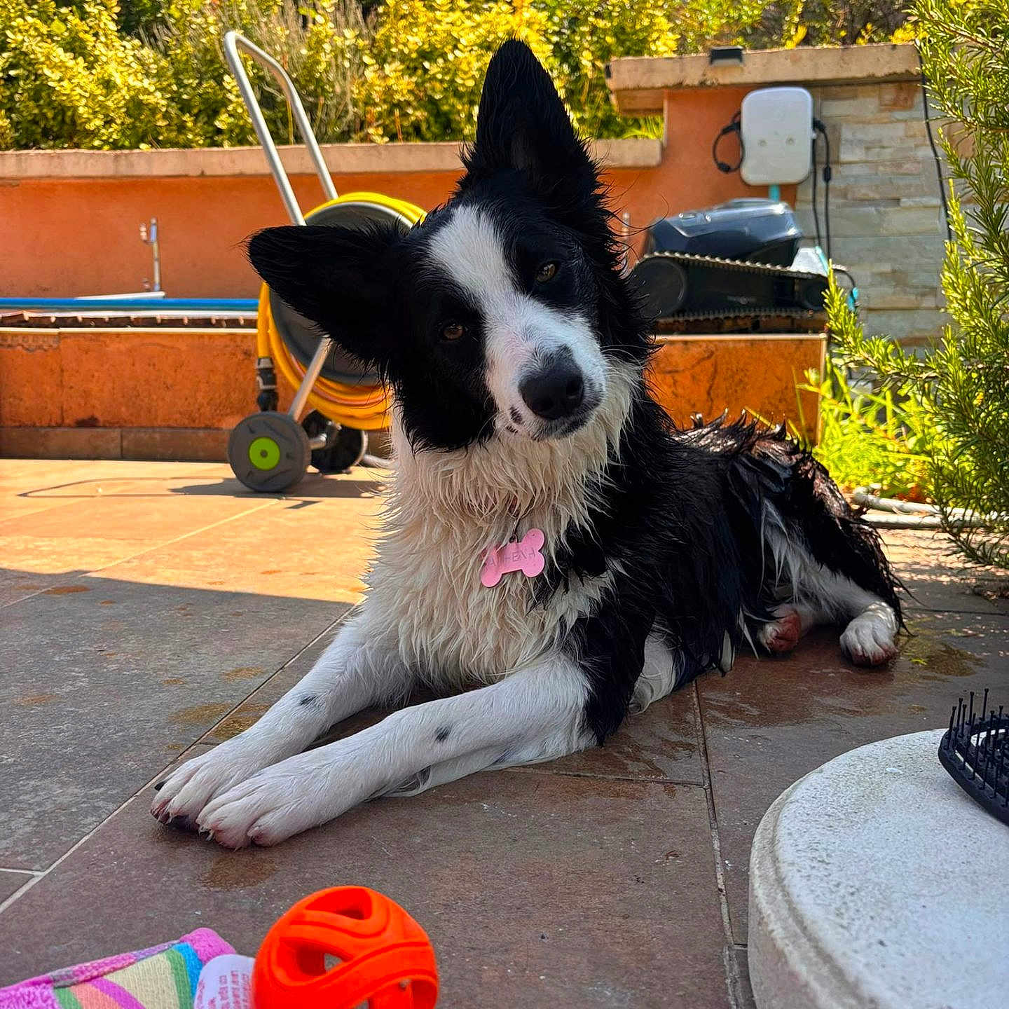 Athèna a rejoint le concours — aidez-le/la à gagner de superbes lots ! dog, wet_dog, black_and_white, pet, outdoor, patio, tile_floor, toy, ball, towel, garden, greenery, sunlight, head_tilt, playful, relaxed, collar, summer, curious, animal