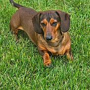 Oly a rejoint le concours — aidez-le/la à gagner de superbes lots ! dog, dachshund, small_dog, brown_dog, short_haired, floppy_ears, long_body, standing, grass, lawn, outdoors, garden, pet, animal, canine, portrait, looking_at_camera, tail, greenery, daylight
