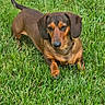 dog, dachshund, small_dog, brown_dog, short_haired, floppy_ears, long_body, standing, grass, lawn, outdoors, garden, pet, animal, canine, portrait, looking_at_camera, tail, greenery, daylight