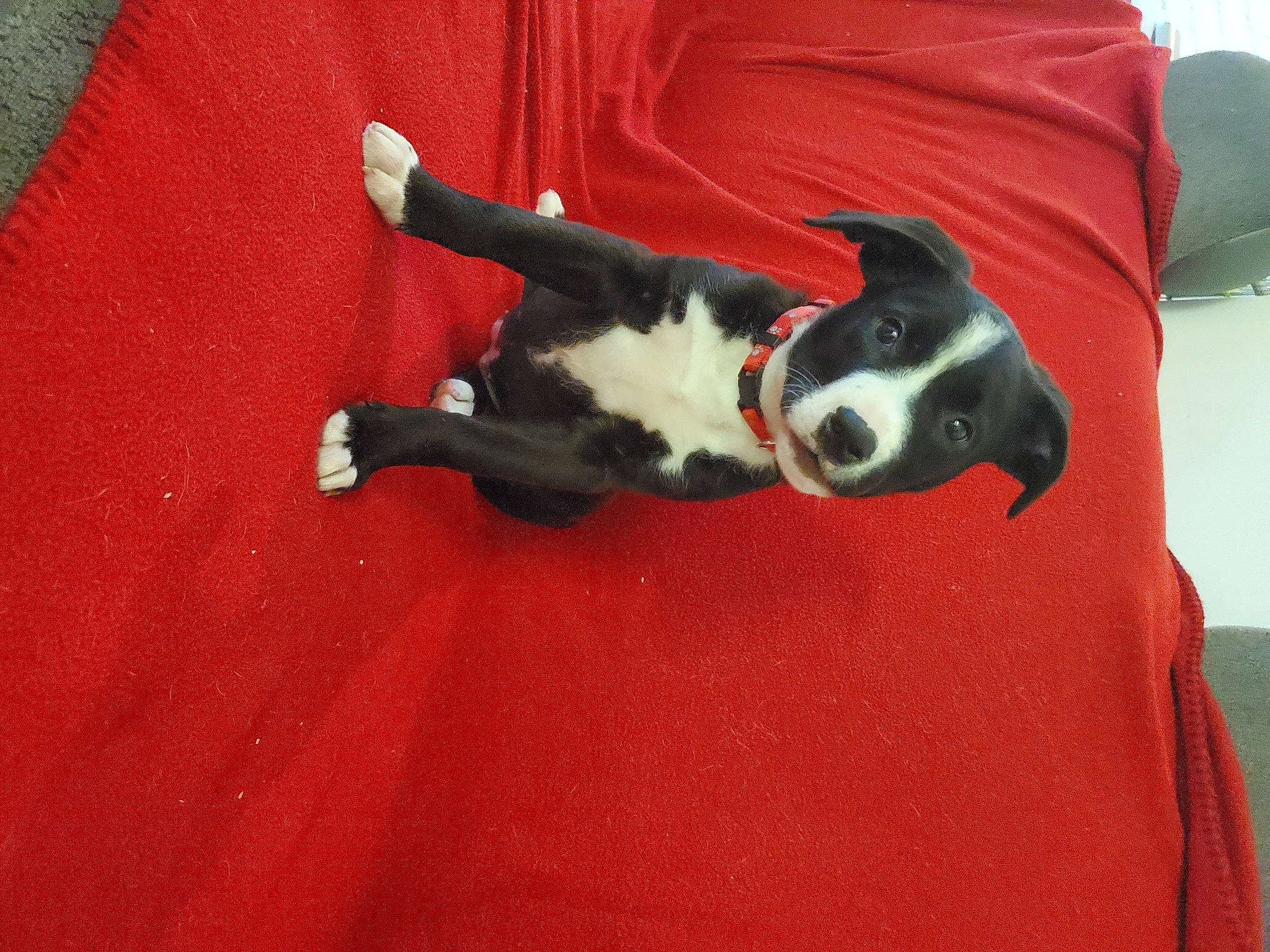 Shanti joined the competition — help win amazing prizes! black, boston_terrier, canidae, carnivore, companion_dog, dog, dog_breed, french_bulldog, mammal, non_sporting_group, snout, sporting_group, tail, vertebrate