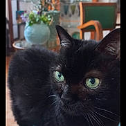 Duchesse participe au concours pour gagner de l'argent avec cette photo : black_cat, green_eyes, cat, pet, indoor, furniture, vintage, plant, cushion, close_up, animal, whiskers, ears, living_room, wood_floor, decor, chair, table, glass, home
