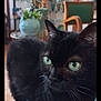 black_cat, green_eyes, cat, pet, indoor, furniture, vintage, plant, cushion, close_up, animal, whiskers, ears, living_room, wood_floor, decor, chair, table, glass, home