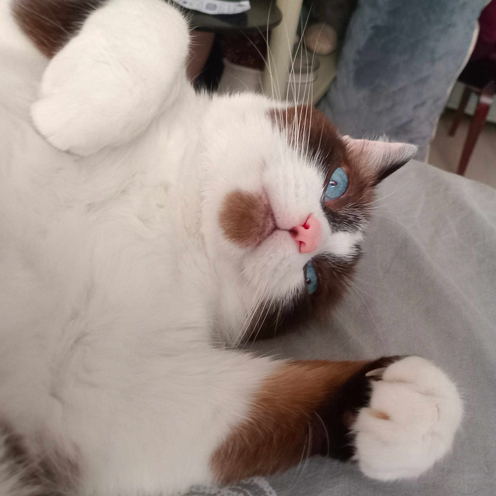 Siam participe au concours pour gagner de l'argent avec cette photo : animal, blue_eyes, brown_fur, cat, close_up, cute, domestic_cat, feline, fluffy, indoor, lying_down, paw, pet, pink_nose, playful, portrait, relaxed, soft, whiskers, white_fur