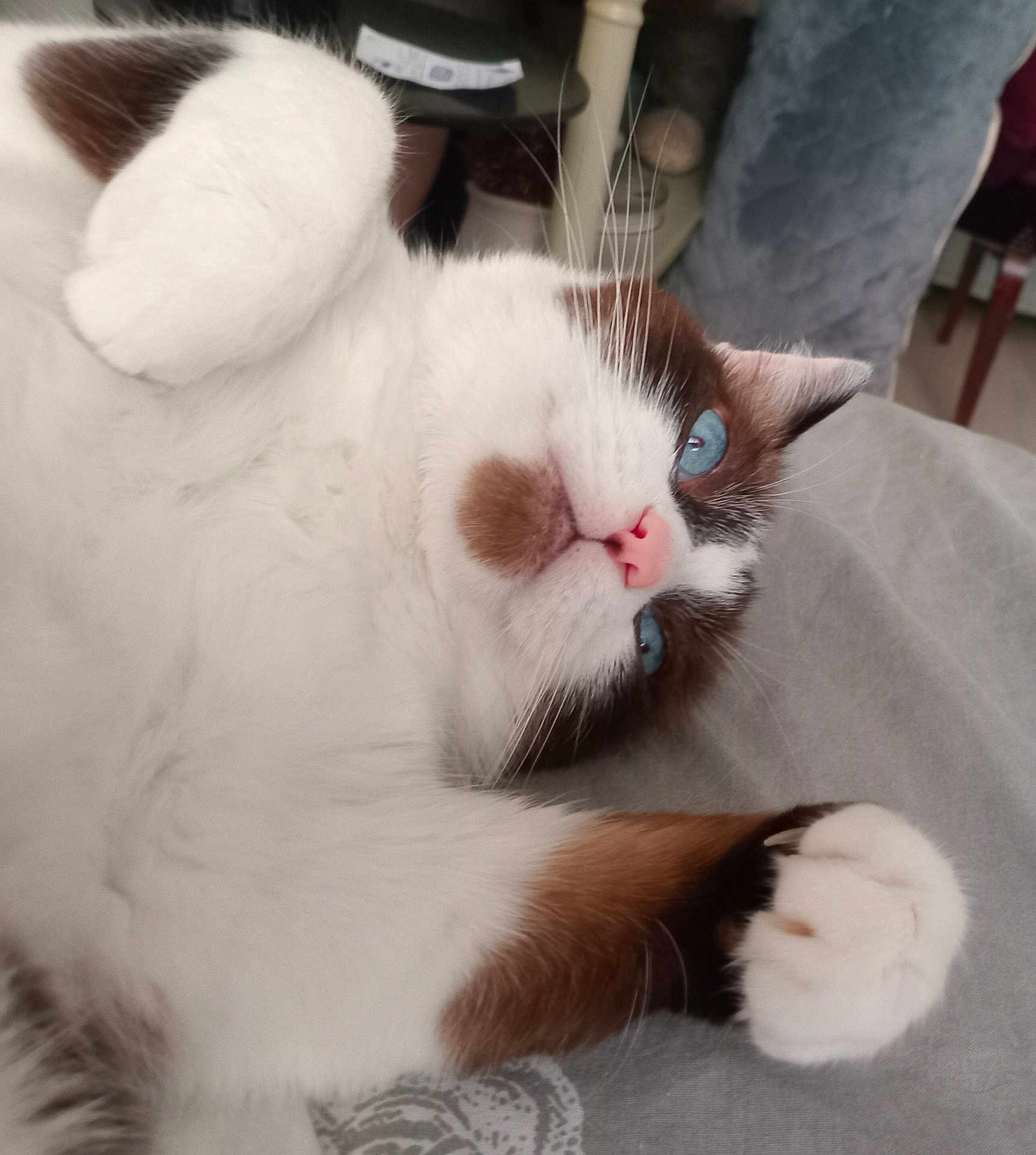 Siam participe au concours pour gagner de l'argent avec cette photo : cat, blue_eyes, fluffy, white_fur, brown_fur, pink_nose, whiskers, paw, indoor, relaxed, playful, close_up, pet, animal, cute, lying_down, feline, soft, domestic_cat, portrait