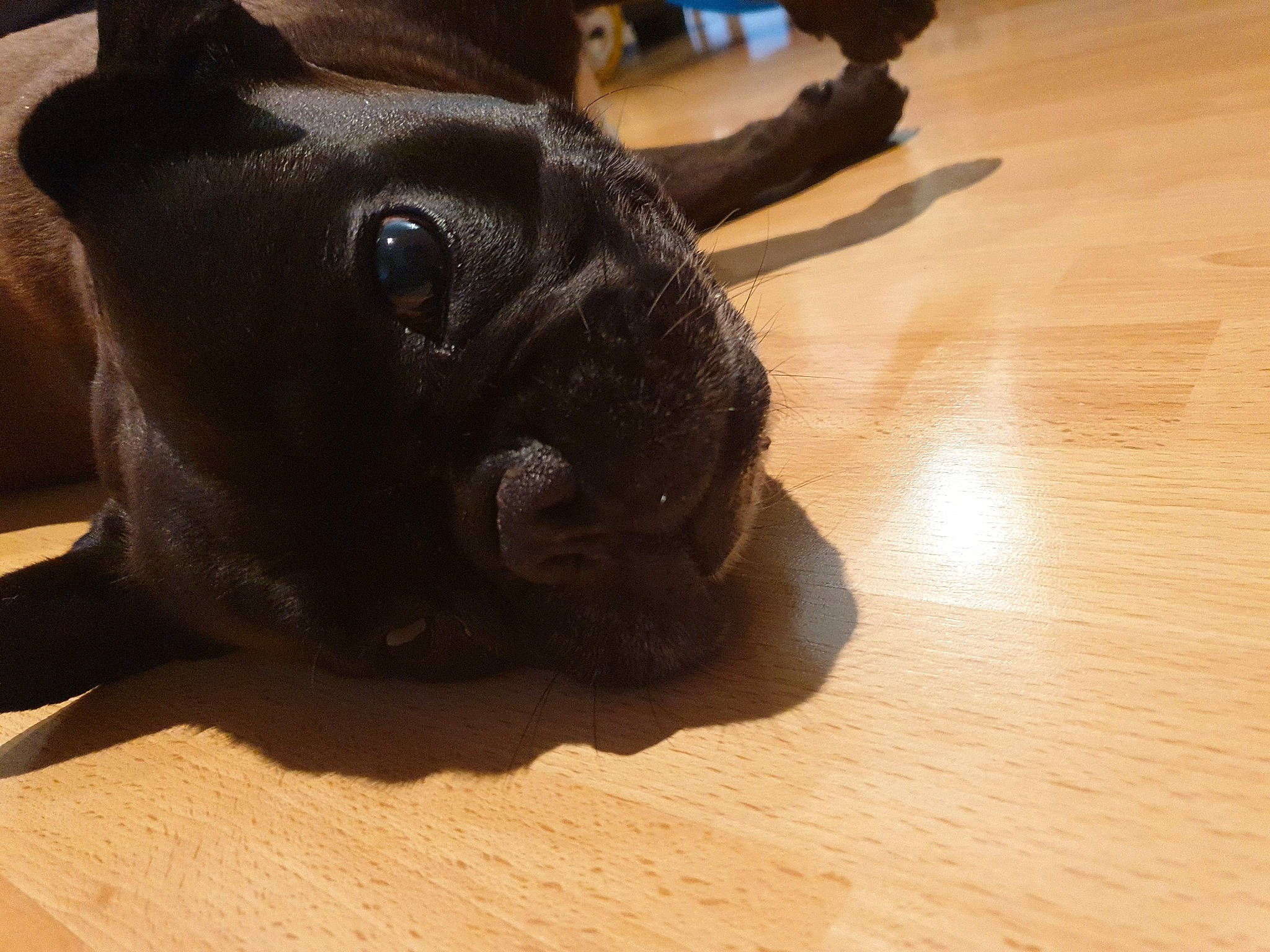 Queen participe au concours pour gagner de l'argent avec cette photo : bulldog, carnivore, companion_dog, dog, dog_breed, ear, fawn, flooring, hardwood, molosser, pug, snout, sporting_group, terrestrial_animal, toy_dog, varnish, whiskers, wood, working_animal, wrinkle