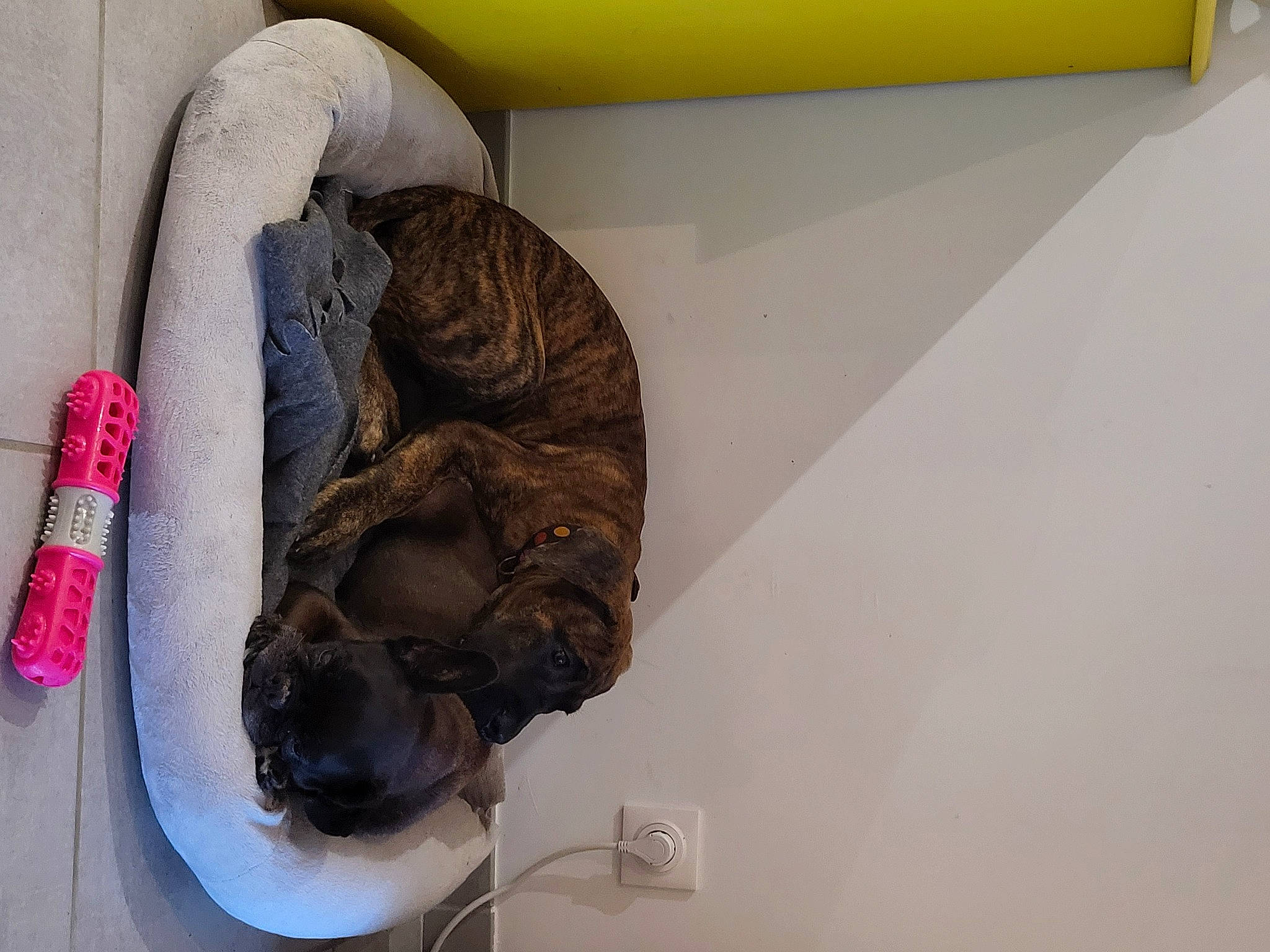 Ulka participe au concours pour gagner de l'argent avec cette photo : canidae, carmine, comfort, companion_dog, dog, dog_breed, flooring, fur, plaster, room, snout, sporting_group, tail, visual_arts, working_animal