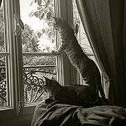 Starsky Et Hutch a rejoint le concours — aidez-le/la à gagner de superbes lots ! cat, tabby_cat, window, curtains, blanket, indoor, plant, nature, furniture, pet, animal, sunlight, relaxing, curious, looking_out, paw, resting, domestic_cat, home, cozy