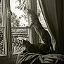 cat, tabby_cat, window, curtains, blanket, indoor, plant, nature, furniture, pet, animal, sunlight, relaxing, curious, looking_out, paw, resting, domestic_cat, home, cozy