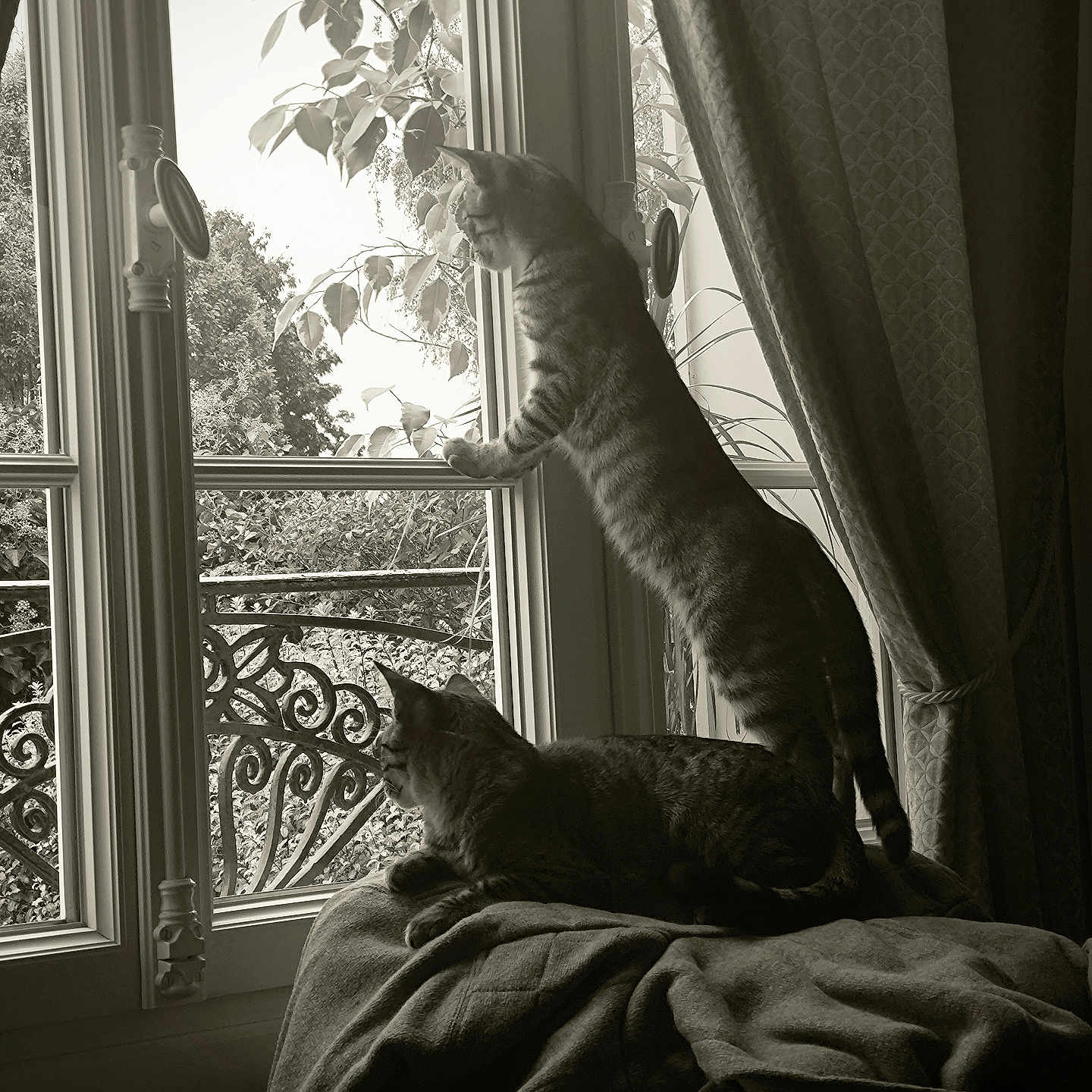 Starsky Et Hutch a rejoint le concours — aidez-le/la à gagner de superbes lots ! animal, blanket, cat, cozy, curious, curtains, domestic_cat, furniture, home, indoor, looking_out, nature, paw, pet, plant, relaxing, resting, sunlight, tabby_cat, window