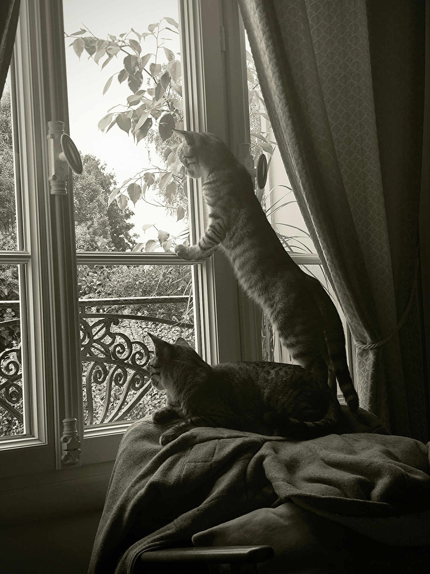 Starsky Et Hutch a rejoint le concours — aidez-le/la à gagner de superbes lots ! cat, tabby_cat, window, curtains, blanket, indoor, plant, nature, furniture, pet, animal, sunlight, relaxing, curious, looking_out, paw, resting, domestic_cat, home, cozy