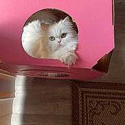 Anabelle joined the competition — help win amazing prizes! angora, animal, architecture, box, building, cardboard, carton, cat, hardwood, hole, house, housing, indoors, kitten, manx, person, pet, plywood, staircase, wood