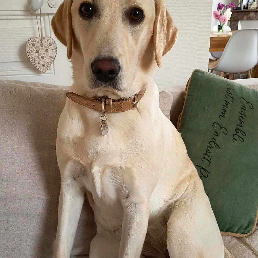 Adele participe au concours pour gagner de l'argent avec cette photo : dog, labrador, yellow_lab, pet, indoor, sofa, couch, collar, animal, fur, looking_at_camera, sitting, home, living_room, pillow, decor, wall, heart_decoration, furniture, domestic