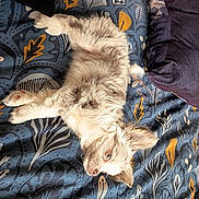 Bernadette a rejoint le concours — aidez-le/la à gagner de superbes lots ! kitten, cat, pet, furry, sleeping, bed, bedding, pillow, patterned, blue, yellow, purple, soft, cozy, indoor, animal, relaxed, cute, young, fur