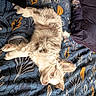 kitten, cat, pet, furry, sleeping, bed, bedding, pillow, patterned, blue, yellow, purple, soft, cozy, indoor, animal, relaxed, cute, young, fur