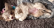 Bernadette a rejoint le concours — aidez-le/la à gagner de superbes lots ! dog, puppy, lying_down, blanket, plush, fur, ears, cute, pet, cozy, bed, animal, resting, toy, indoor, soft, sleepy, companion, small_dog, relaxed