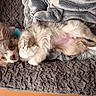 dog, puppy, lying_down, blanket, plush, fur, ears, cute, pet, cozy, bed, animal, resting, toy, indoor, soft, sleepy, companion, small_dog, relaxed