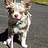Bernadette participe au concours pour gagner de l'argent avec cette photo : dog, small_dog, fluffy, ears, collar, leash, pavement, grass, outdoor, sunny, pet, animal, cute, walking, nature, daylight, close_up, standing, mammal, companion