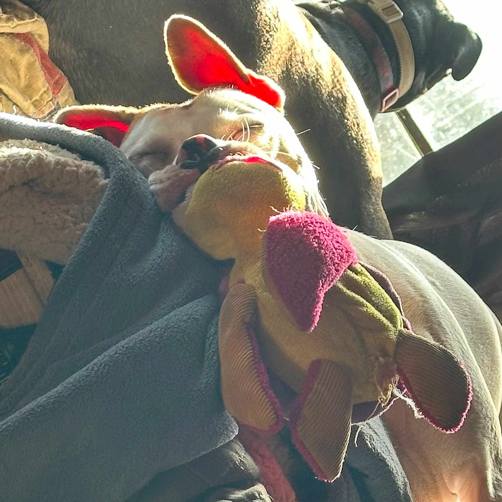 Taiyo is registered to the contest to win money with this photo: animal, blanket, closeup, collar, comfort, companion, cozy, dog, ears, furniture, indoor, pet, relaxation, resting, shadow, sleeping, soft_toy, stuffed_toy, sunlight, window