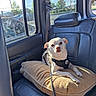 Hugo is registered to the contest to win money with this photo: backseat, car_interior, curious, cushion, daylight, dog, harness, leash, leather_seat, looking, pet, resting, seatbelt, small_dog, sunlight, transport, travel, vehicle, white_dog, window