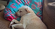 Hugo is registered to the contest to win money with this photo: blue_pillow, brown_couch, comfortable, couch, cozy, dog, floral_pattern, furniture, home, indoor, lamp, natural_light, pet, pillow, plant, relaxing, resting, sleep, sleeping, window_blinds