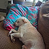 blue_pillow, brown_couch, comfortable, couch, cozy, dog, floral_pattern, furniture, home, indoor, lamp, natural_light, pet, pillow, plant, relaxing, resting, sleep, sleeping, window_blinds