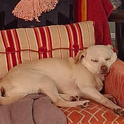 Hugo is registered to the contest to win money with this photo: animal, blanket, comfort, couch, cozy, cushion, decor, dog, doily, furniture, home, indoors, knitted, light, orange, patterned, pet, relaxing, resting, sleeping