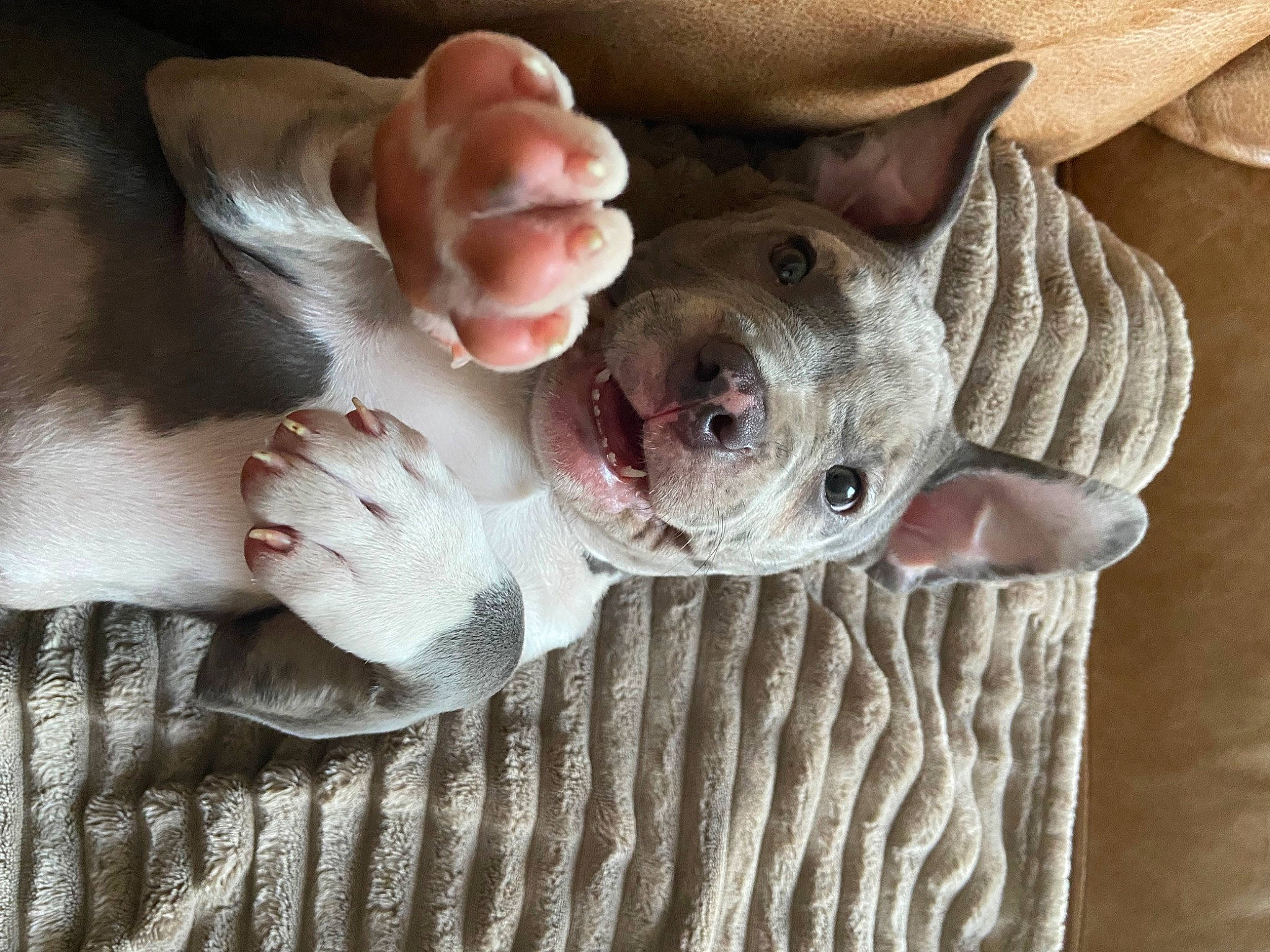 Gigi is registered to the contest to win money with this photo: canidae, carnivore, comfort, companion_dog, dog, dog_breed, ear, fawn, finger, foot, fur, gesture, grey, nail, snout, sporting_group, thumb, whiskers, wood, wrinkle