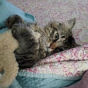 Little Bear is registered to the contest to win money with this photo: cat, tabby_cat, fluffy, fur, whiskers, green_eyes, sleeping, cuddling, plush_toy, bed, blanket, quilt, bedroom, cozy, indoors, pet, animal, close_up, playful, curious