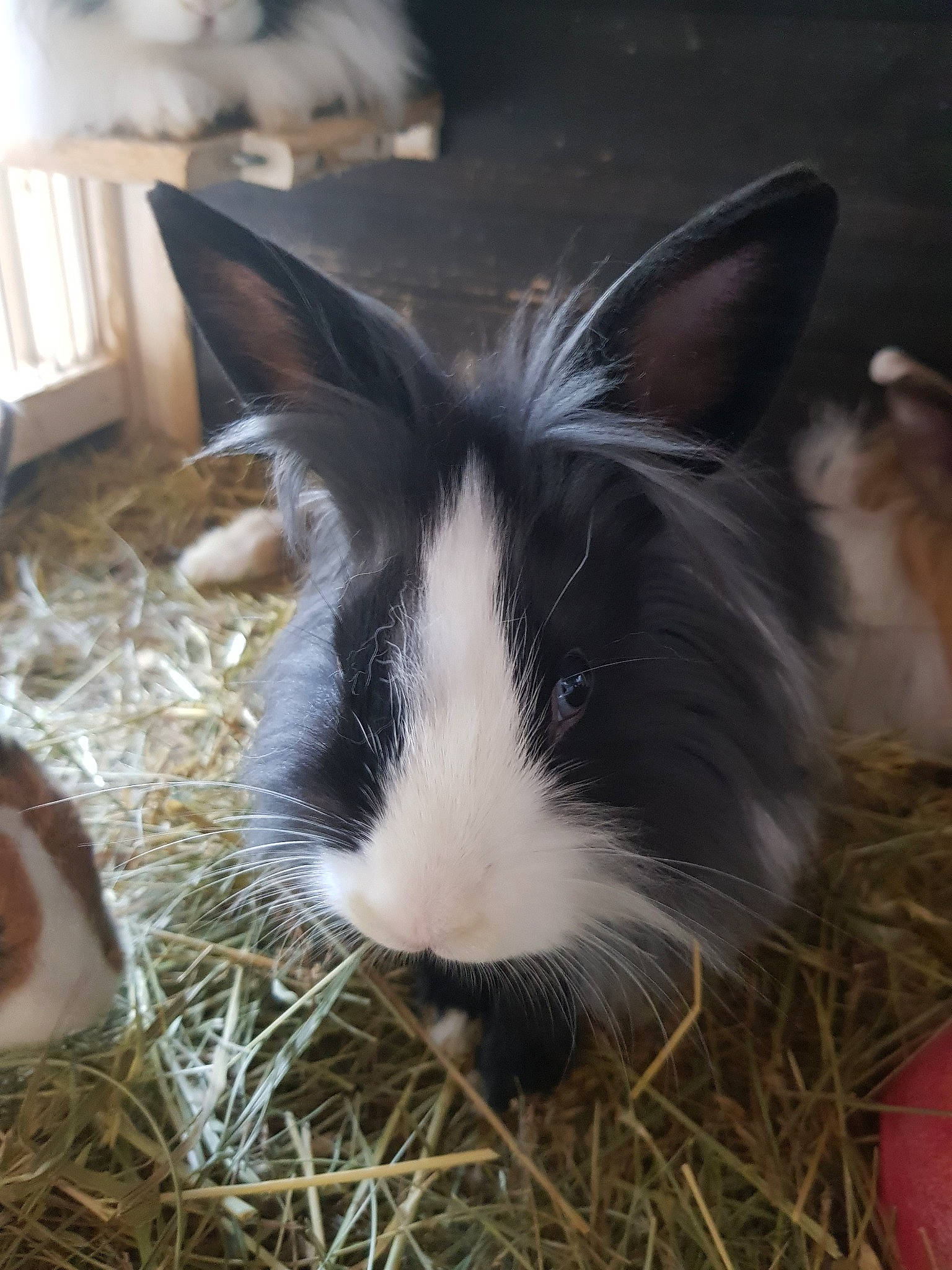 Mathias participe au concours pour gagner de l'argent avec cette photo : domestic_rabbit, ear, grass, guinea_pig, hare, hay, mammal, plant, rabbit, rabbits_and_hares, rodent, snout, vertebrate, whiskers