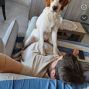 Snoopy participe au concours pour gagner de l'argent avec cette photo : beard, blanket, brown_and_white_dog, candles, casual_clothing, couch, dog, floor_tiles, glasses, home, indoor, living_room, person, pet, relaxed, resting_person, seated_dog, table, television, wooden_cabinet