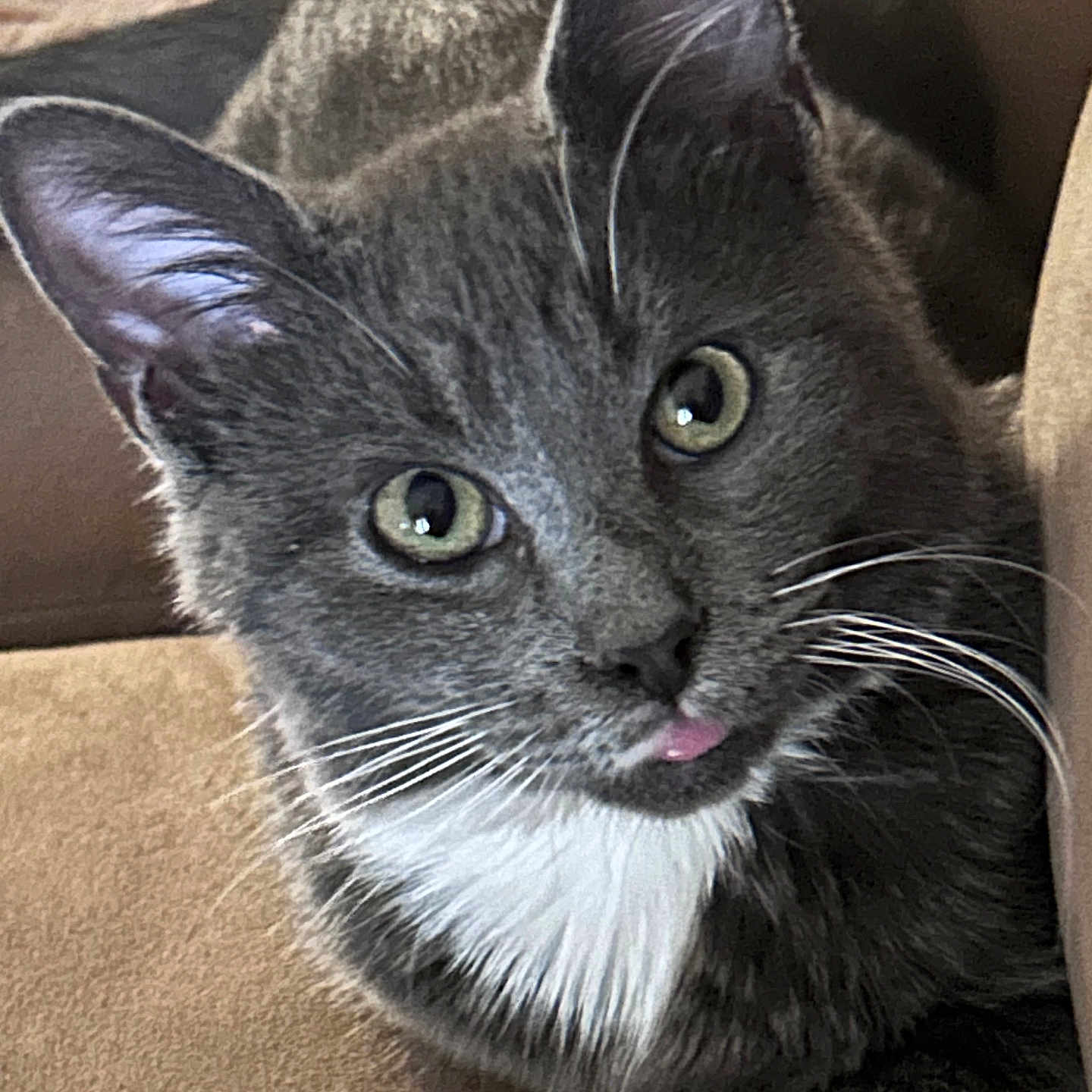 Gus is registered to the contest to win money with this photo: animal, cat, close_up, couch, cozy, curious, domestic_cat, ears, eyes, face, fur, furniture, gray_cat, indoor, pet, playful, relaxed, tongue_out, whiskers, white_chest