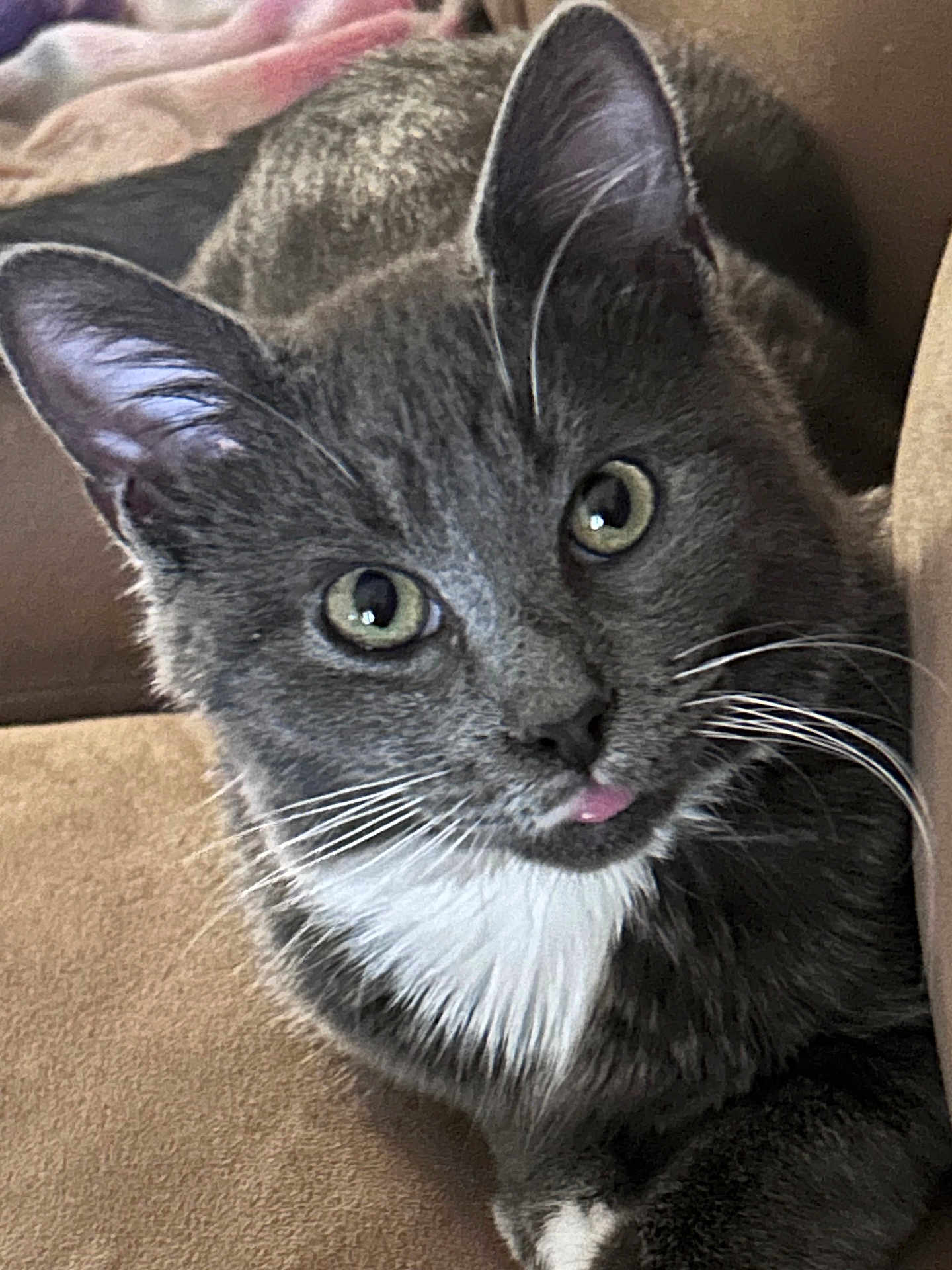 Gus is registered to the contest to win money with this photo: cat, gray_cat, white_chest, whiskers, tongue_out, close_up, pet, indoor, couch, furniture, curious, playful, animal, domestic_cat, face, ears, fur, eyes, relaxed, cozy
