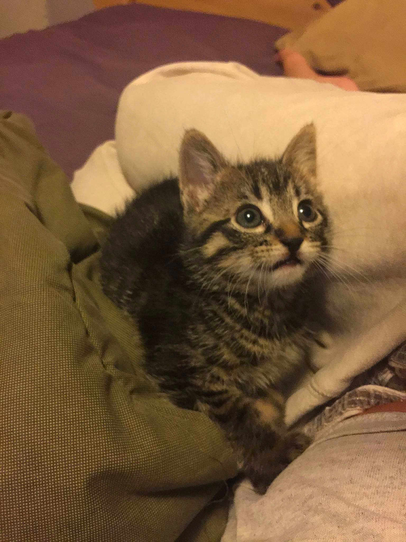 Tabitha