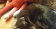 Salem joined the competition — help win amazing prizes! animal, bedspread, black_cat, cat, cozy, cute, fabric, feline, home, indoor, patterned_quilt, pet, plush_toy, quilt, relaxation, resting, sleeping_cat, sock_monkey, soft_toy, stuffed_animal