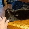 black_cat, cat, pet, animal, hand, furniture, wooden_table, indoor, relaxation, scratching, domestic, cozy, nails, chair, cushion, home, tabletop, comfort, fur, resting