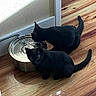 Salem is registered to the contest to win money with this photo: animal, black_cat, cat, companion, curious, cute, domestic, drinking, feline, flooring, home, indoor, pet, quiet, reflection, shadow, sitting, two_animals, water_bowl, wood_floor