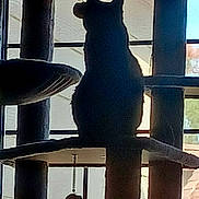 Salem is registered to the contest to win money with this photo: animal, backlight, cat, cat_tree, cozy, daylight, feline, furniture, hanging_toy, home, household, indoor, perch, pet, quiet, resting, shadow, silhouette, toy, window
